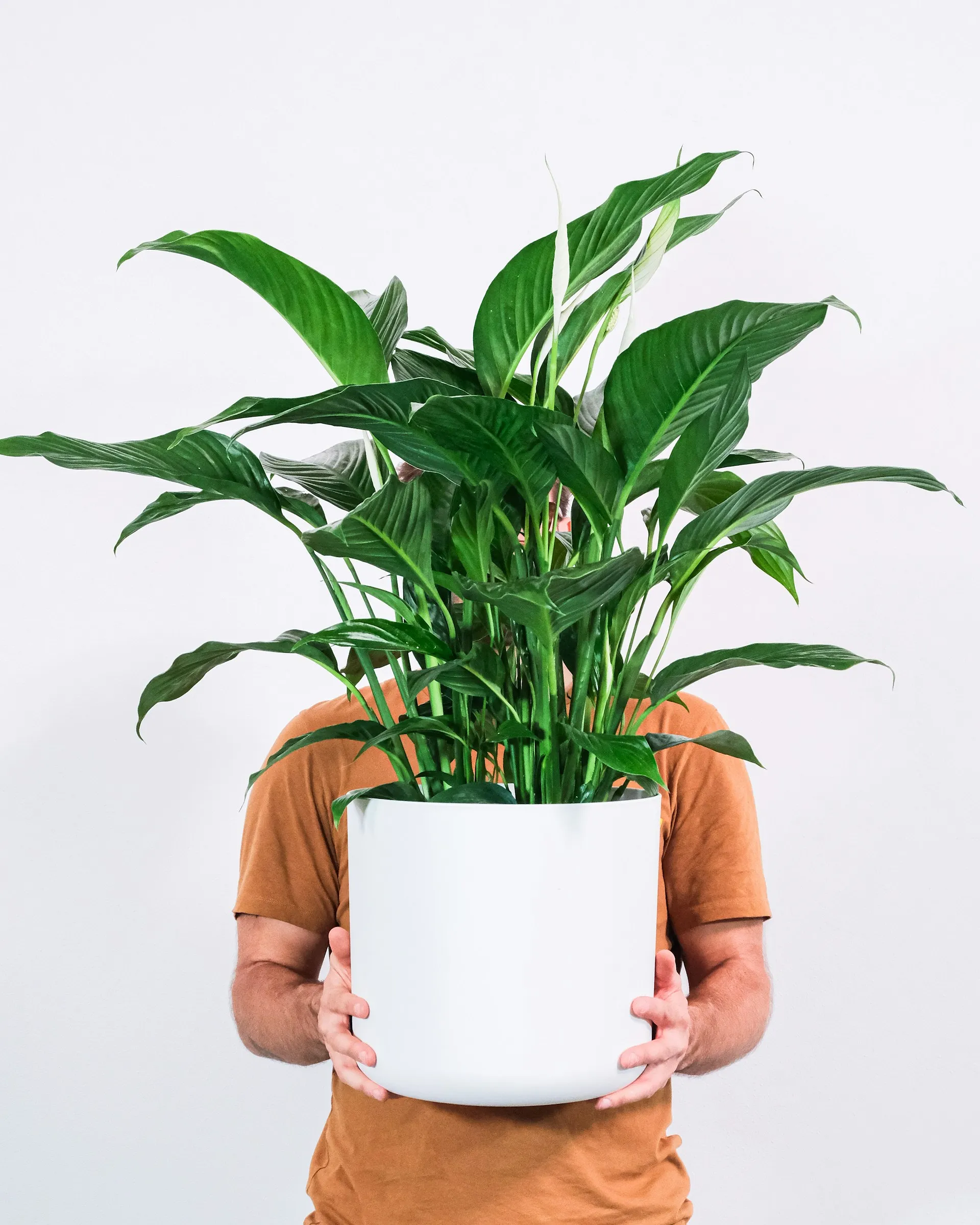 Chaleur en Belgique : sept plantes pour rafraîchir notre intérieur - Feey sur Unsplash