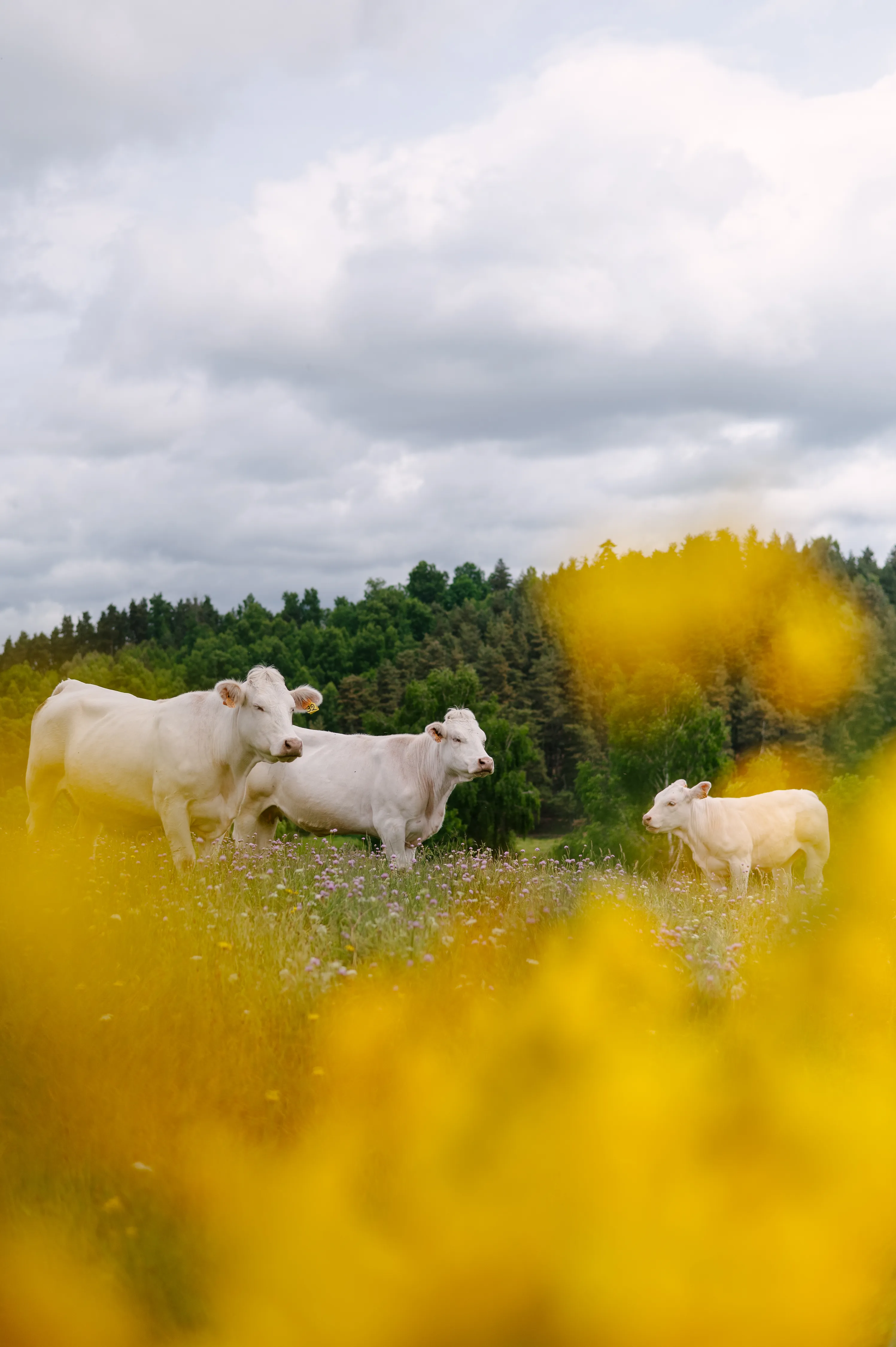Pourquoi les vacances rurales n’en finissent pas de nous séduire ? - Elodie Timmermans - Marie Honnay
