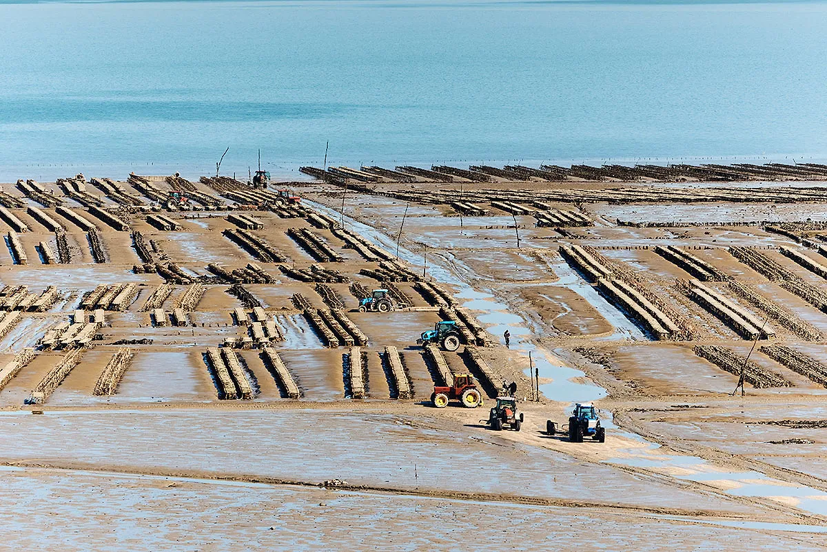 Immersion chez un ostréiculteur breton et ses célèbres huîtres de la baie du Mont-Saint-Michel - LAMOUREUX Alexandre - France.fr et Bretagne Tourisme