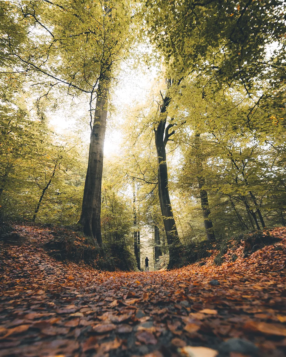 Six spots où se rendre pour admirer les couleurs de l’automne en Belgique - Visit.brussels - Audrey Morard