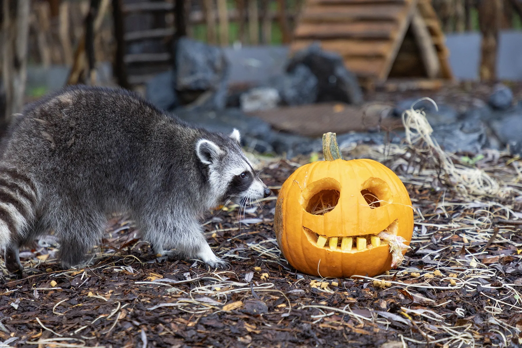Huit idées originales pour fêter Halloween en Belgique - D.R. - Sigrid Descamps - Journaliste