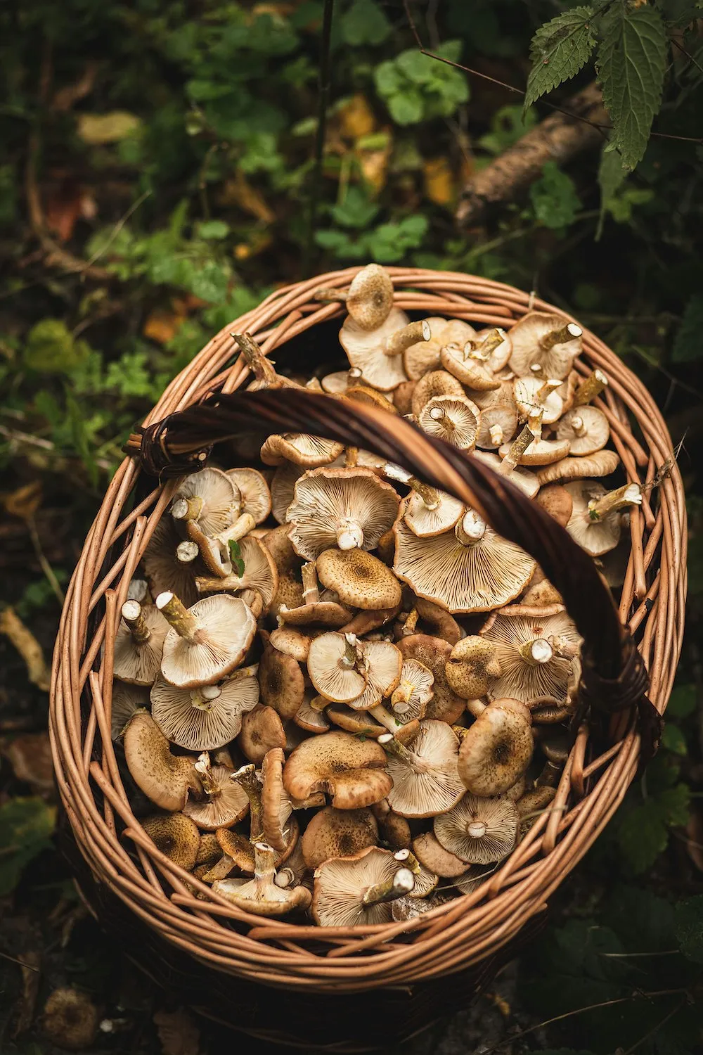 Quatre balades d’automne pour cueillir les champignons en Belgique - Unsplash - Audrey Morard