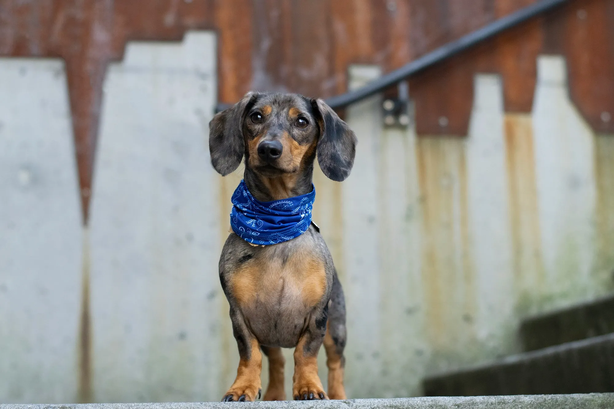 Du teckel de Charles Leclerc aux it-dogs d’Instagram : pourquoi la dogmania explose - Unsplash - Audrey Morard