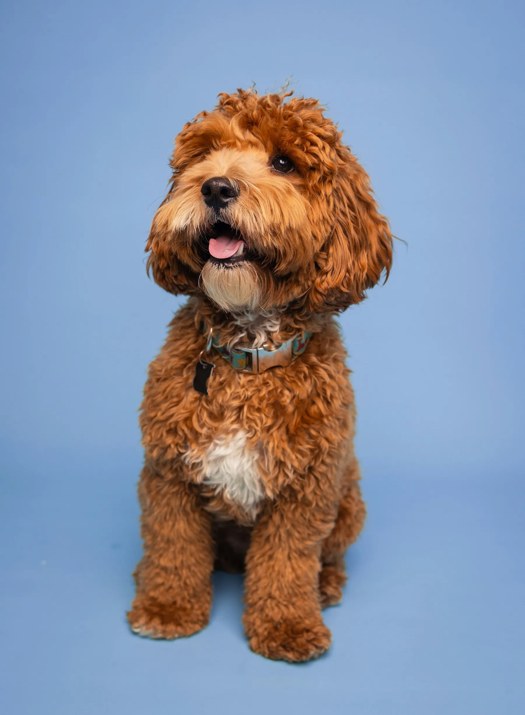 Du teckel de Charles Leclerc aux it-dogs d’Instagram : pourquoi la dogmania explose - Unsplash - Audrey Morard