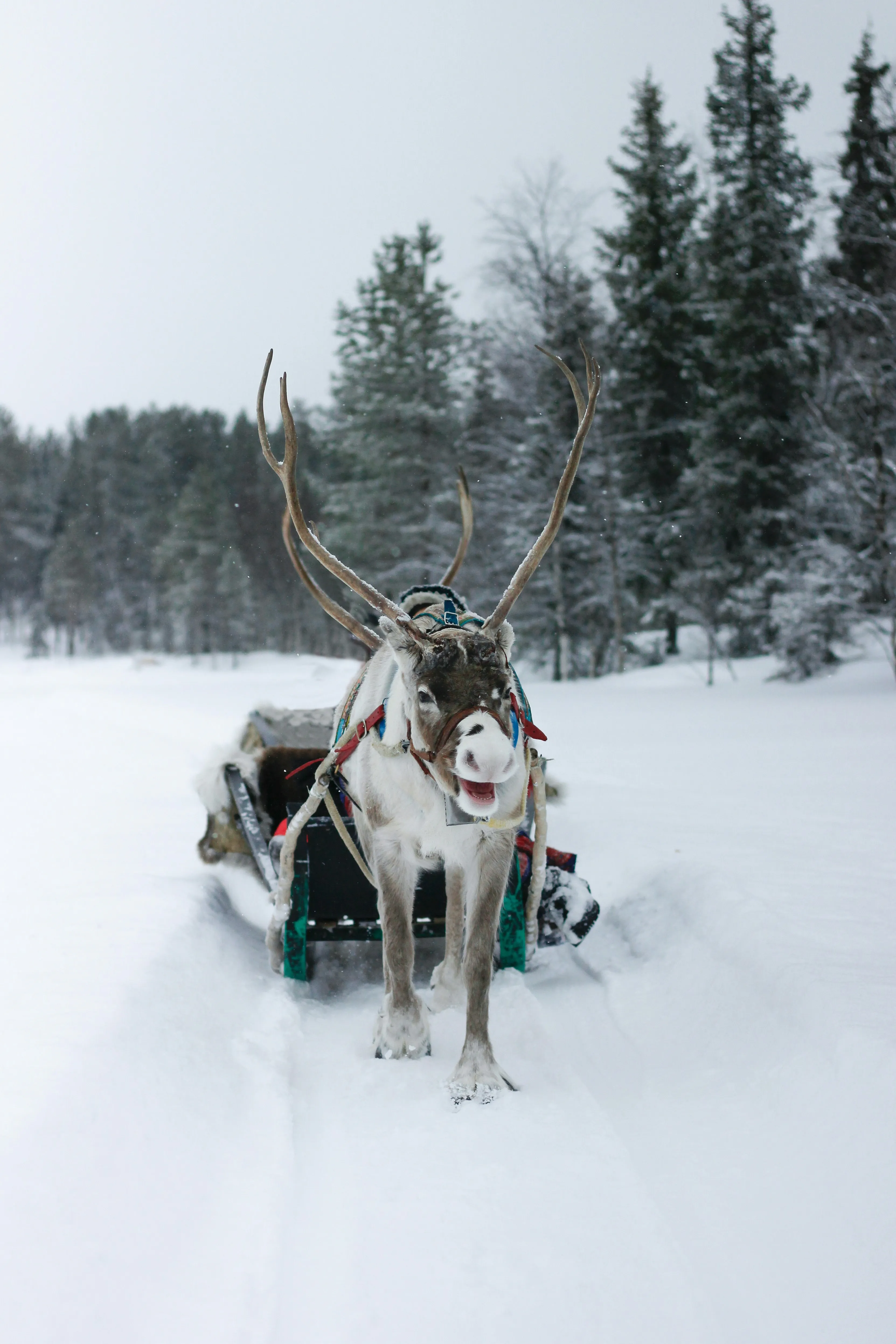Laponie, Canada, Japon : Pourquoi les Belges partent désormais au bout du monde pour skier ? - Unsplash - Anissa Hezzaz