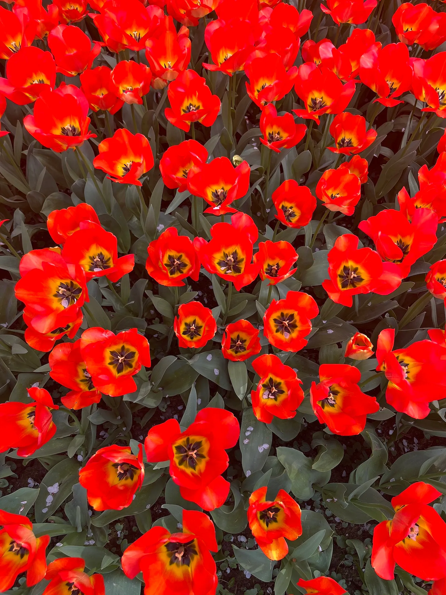 Un magnifique parc où admirer un million de fleurs rouvre bientôt ses portes près de Bruxelles - Audrey Morard - Audrey Morard