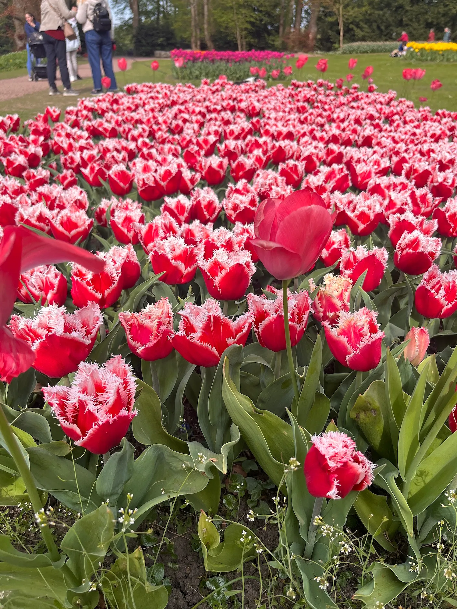 Un magnifique parc où admirer un million de fleurs rouvre bientôt ses portes près de Bruxelles - Audrey Morard - Audrey Morard