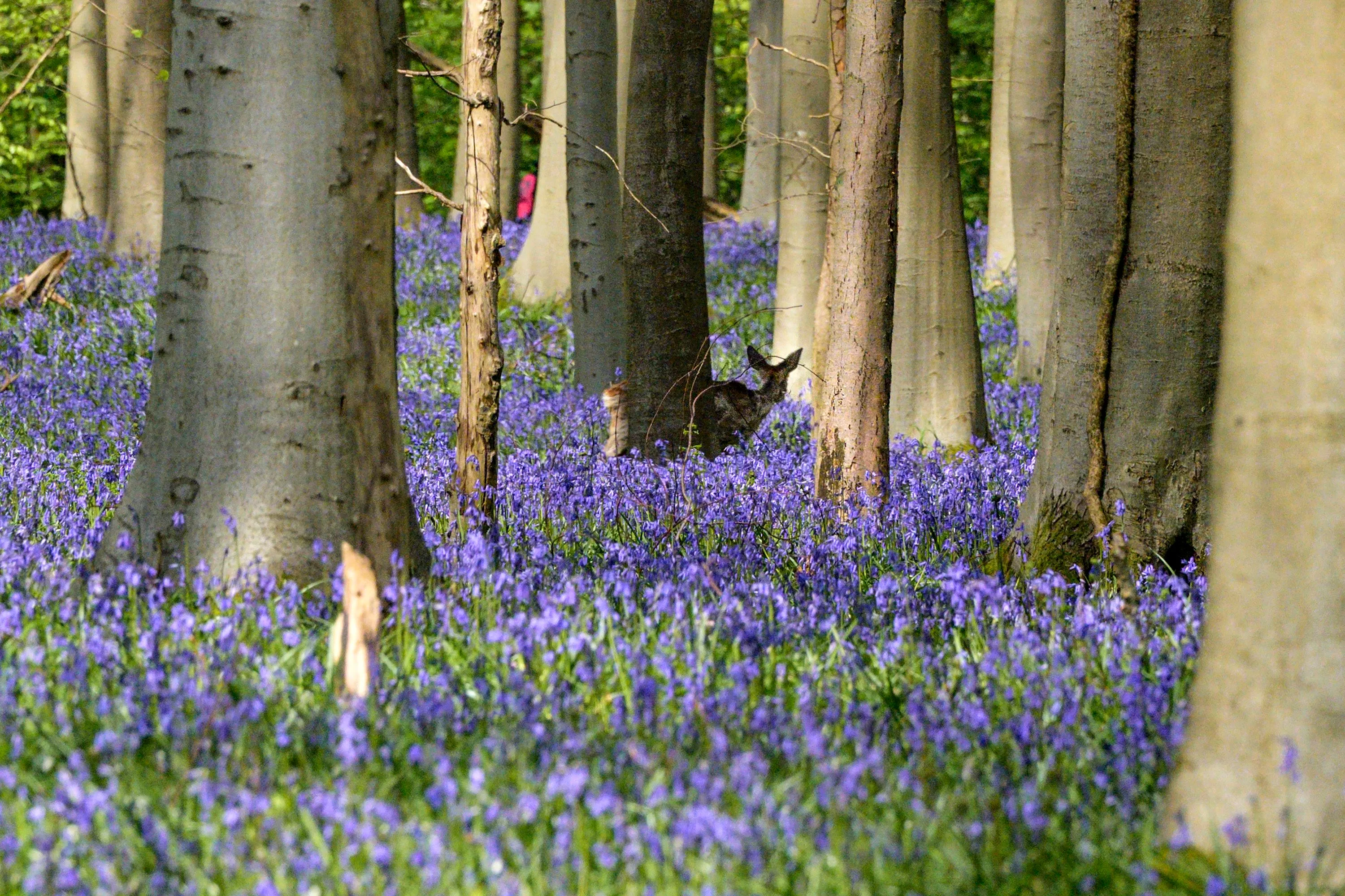 Les plus beaux spectacles du printemps à vivre en Belgique et aux alentours - Photo News/Philip Reynaers - Audrey Morard