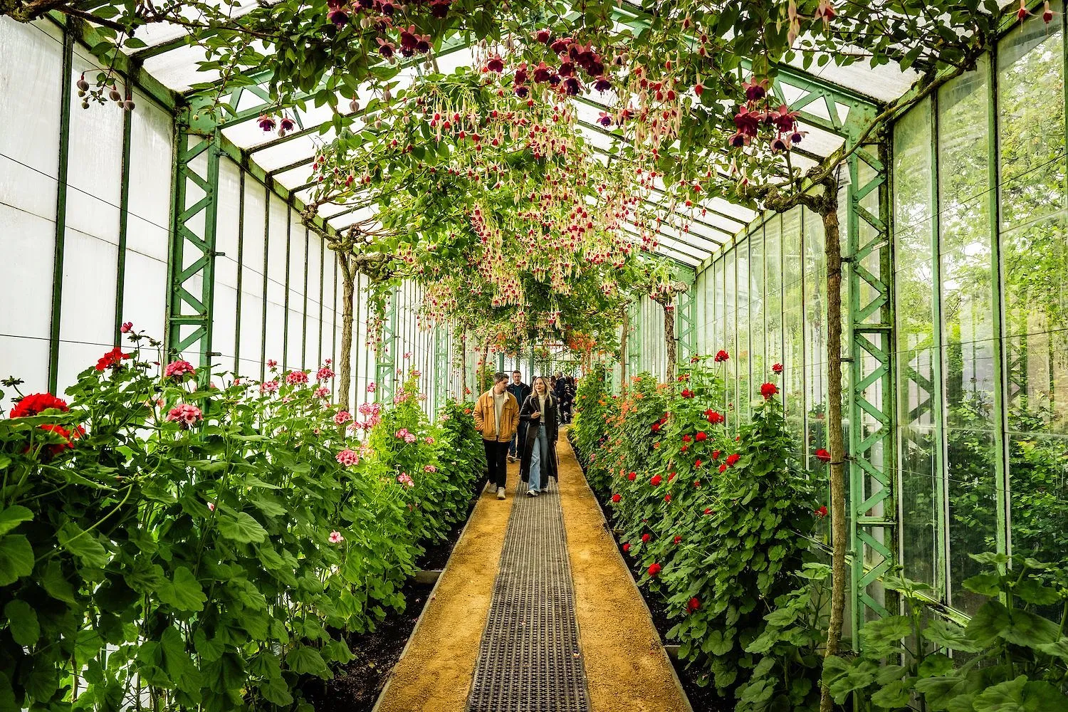 Serres royales de Laeken : la billetterie ouvre ce vendredi - Photo News - Audrey Morard