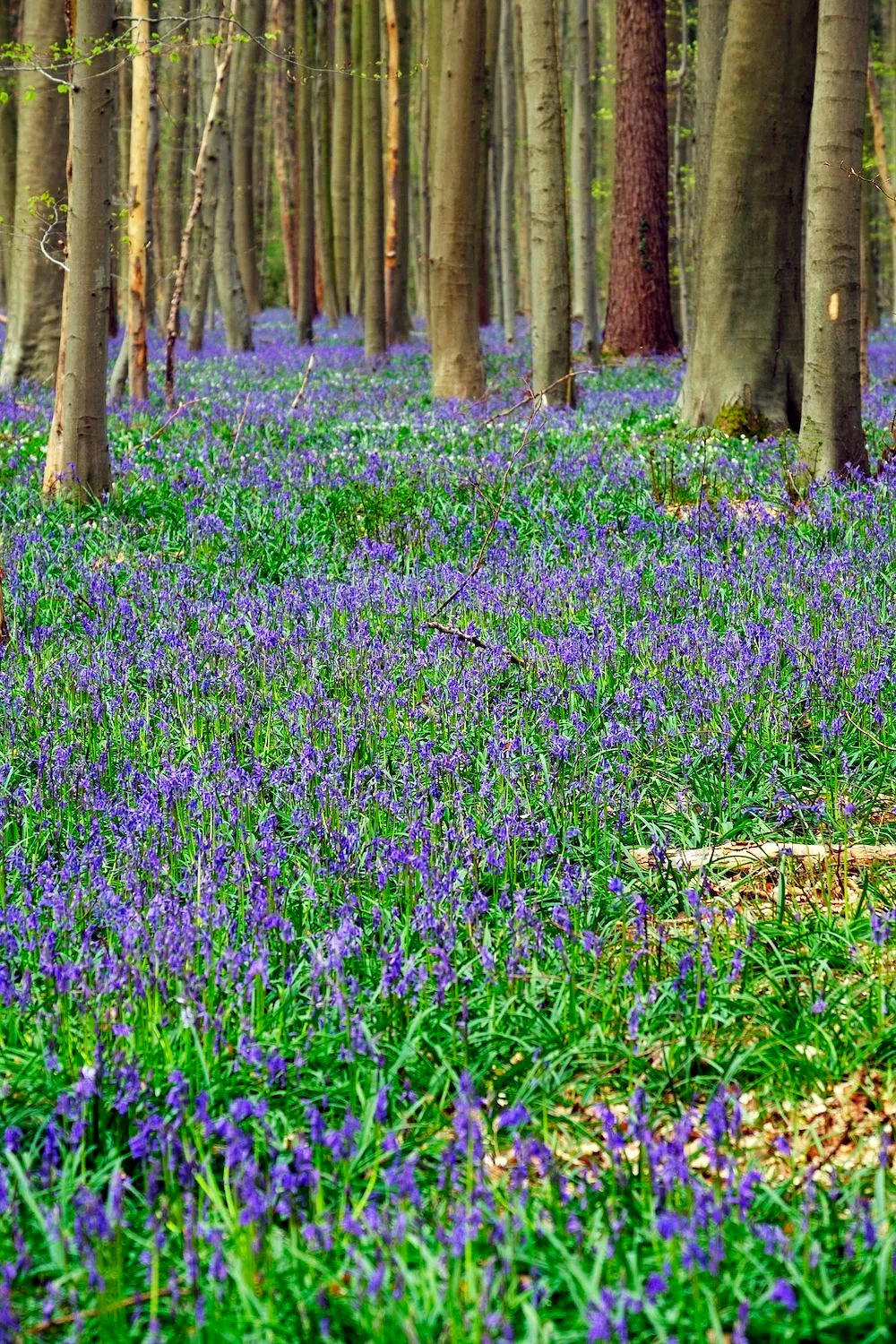 Cinq événements floraux à ne pas manquer en Belgique et ses alentours en avril - Photo News - Lucile Moyon