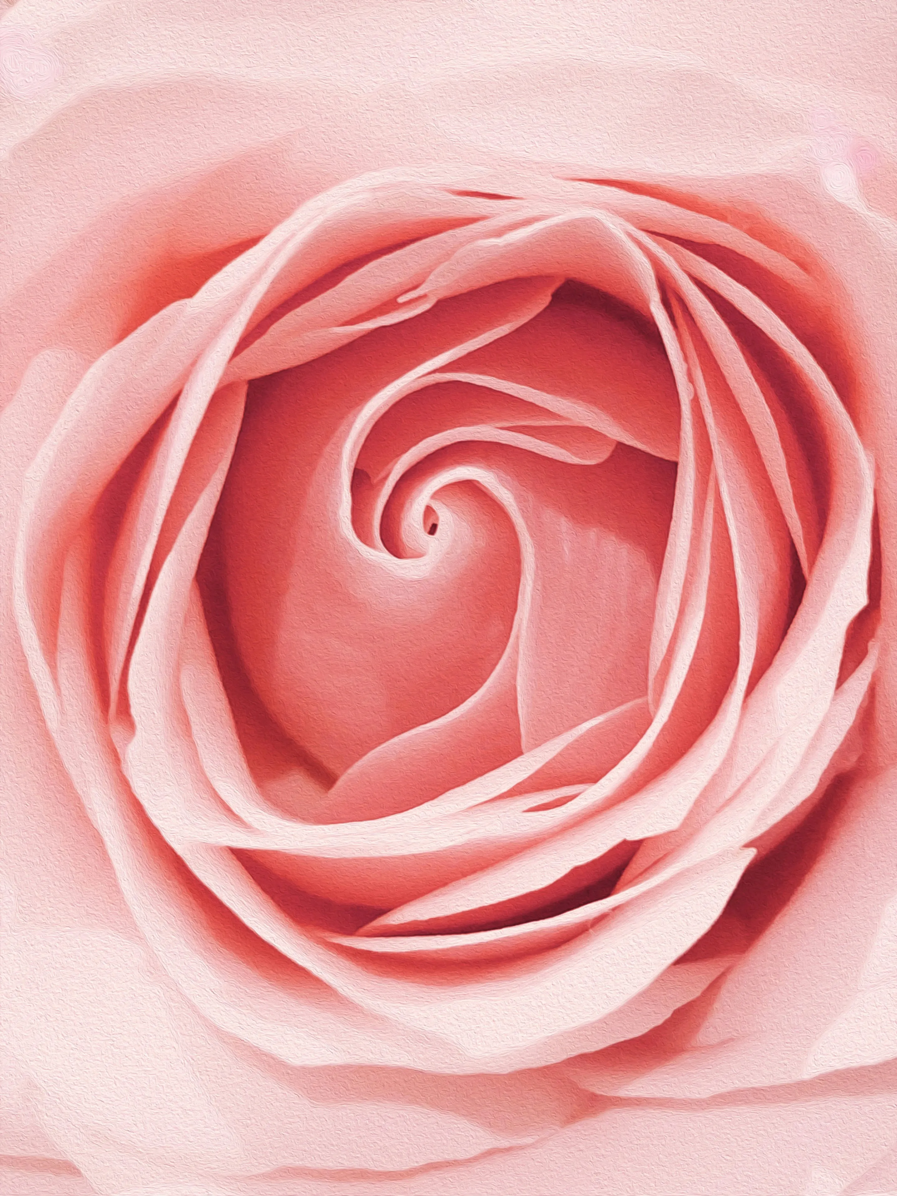 Beauté : la rose et le miel, les ingrédients naturels des soins de printemps - Unsplash - Léa Rifaut-Bentin