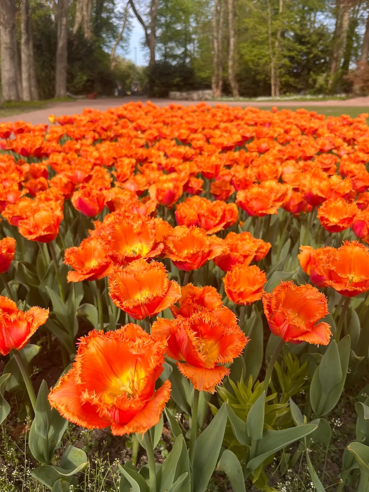 Cinq événements floraux à ne pas manquer en Belgique et ses alentours en avril - D.R - Lucile Moyon