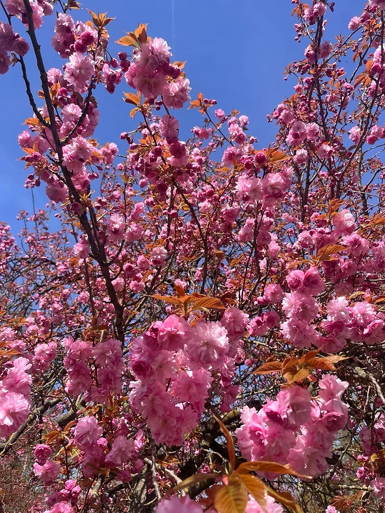 Où peut-on encore observer les cerisiers du Japon en fleur en Belgique ? - D.R - Audrey Morard