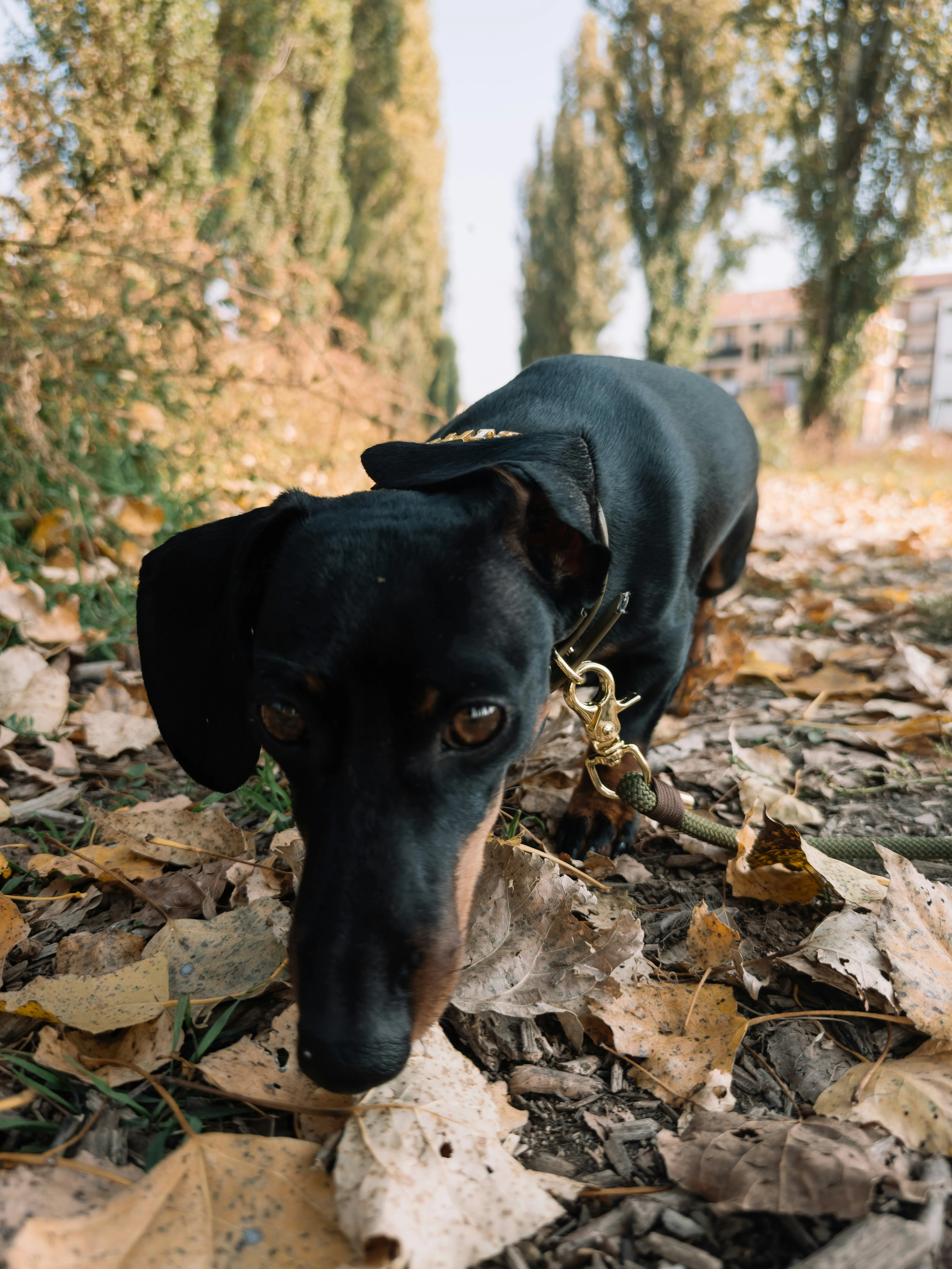 Belgique : un festival de teckels bientôt organisé - Unsplash - Noémie Maghe
