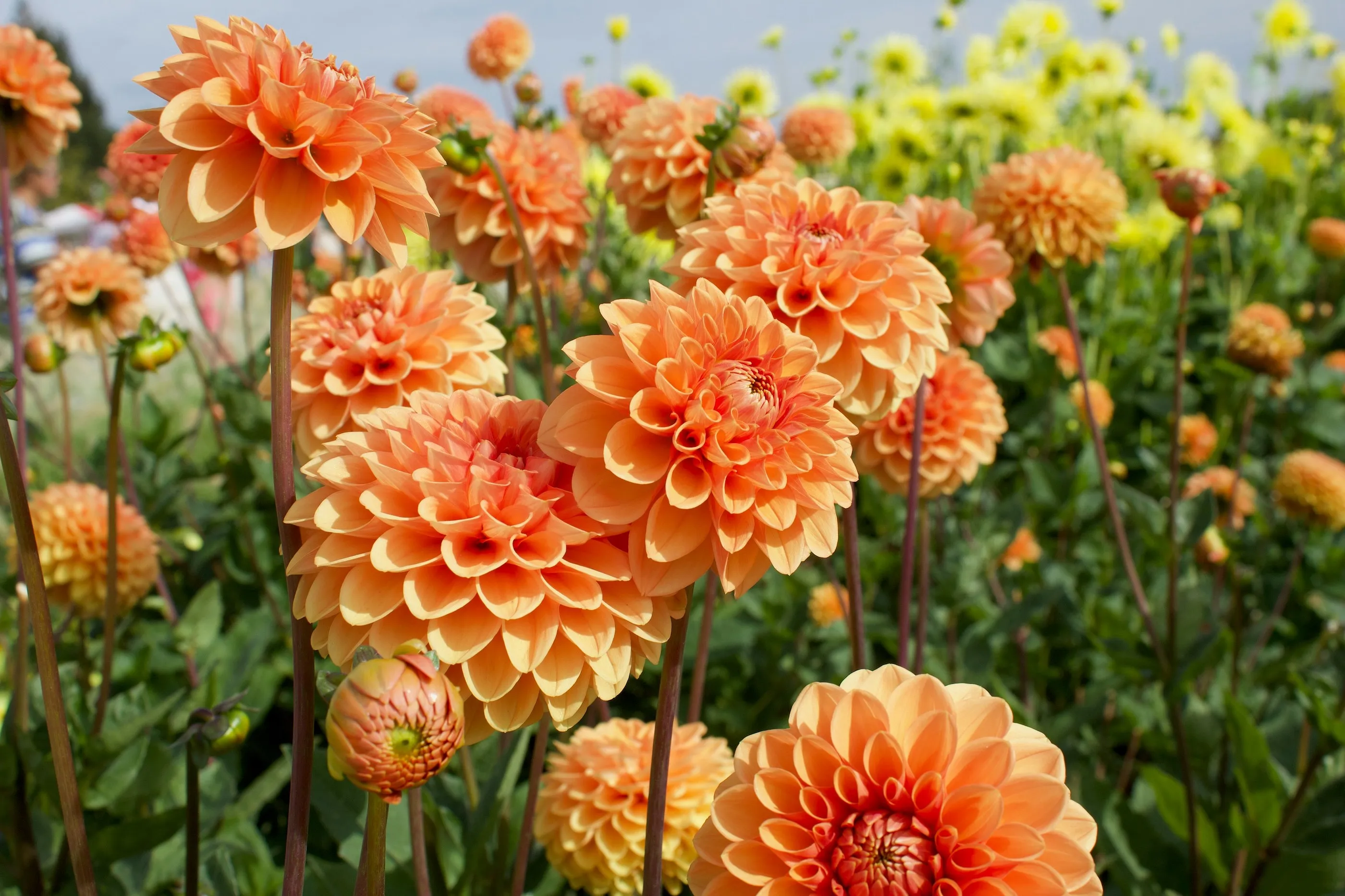 Ces fleurs rétro font leur grand retour dans nos jardins - Unsplash - Audrey Morard