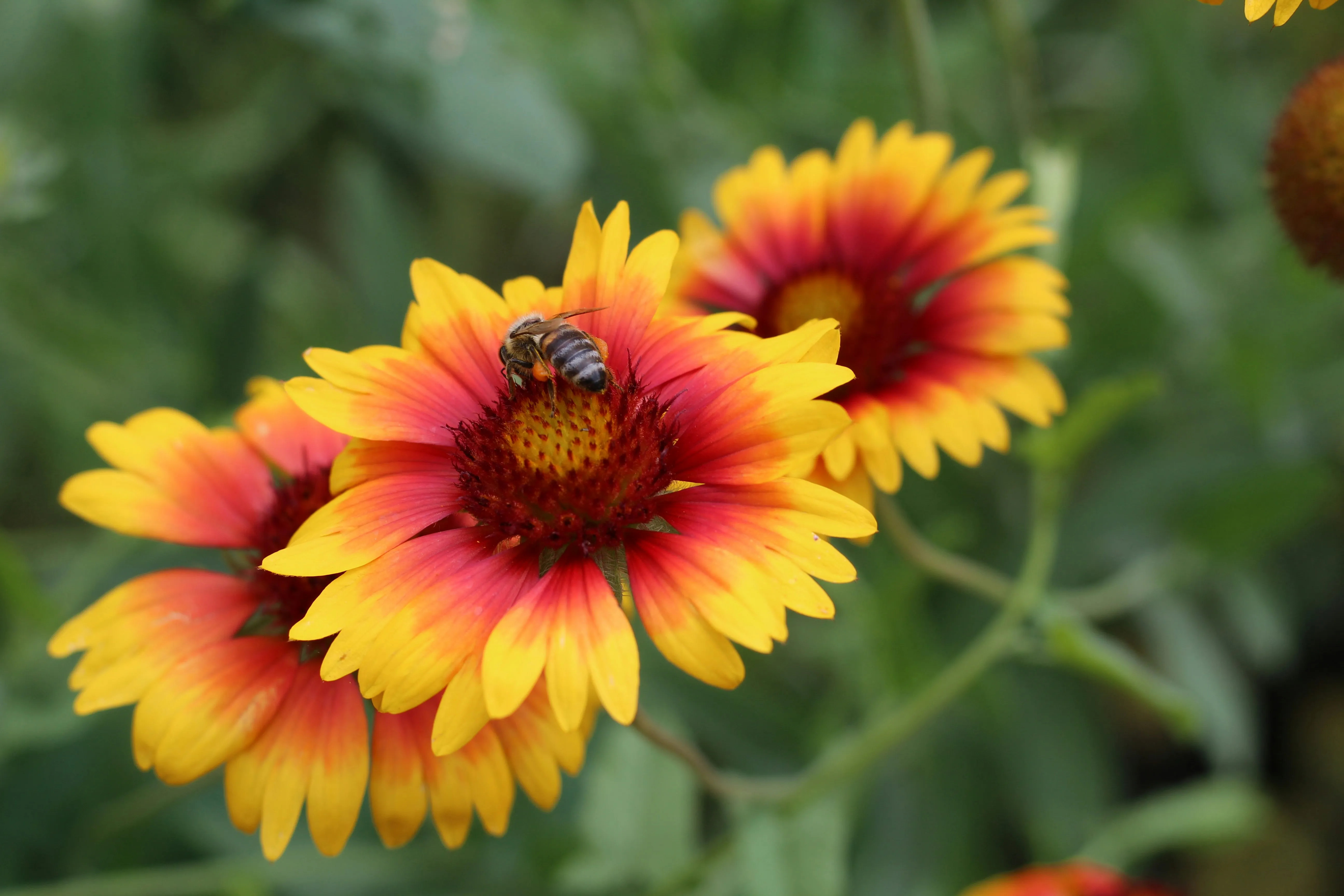 Ces fleurs rétro font leur grand retour dans nos jardins - Unsplash - Audrey Morard