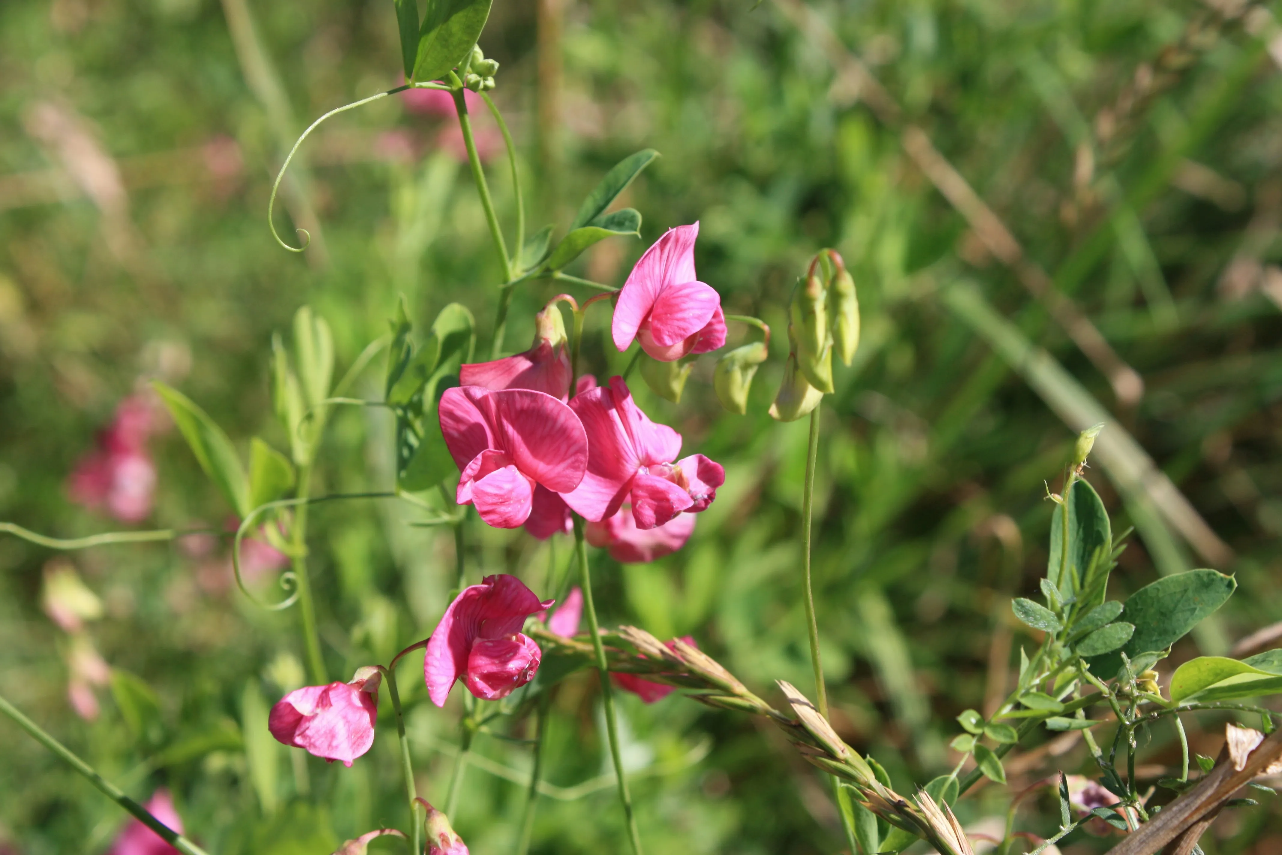 Ces fleurs rétro font leur grand retour dans nos jardins - Unsplash - Audrey Morard