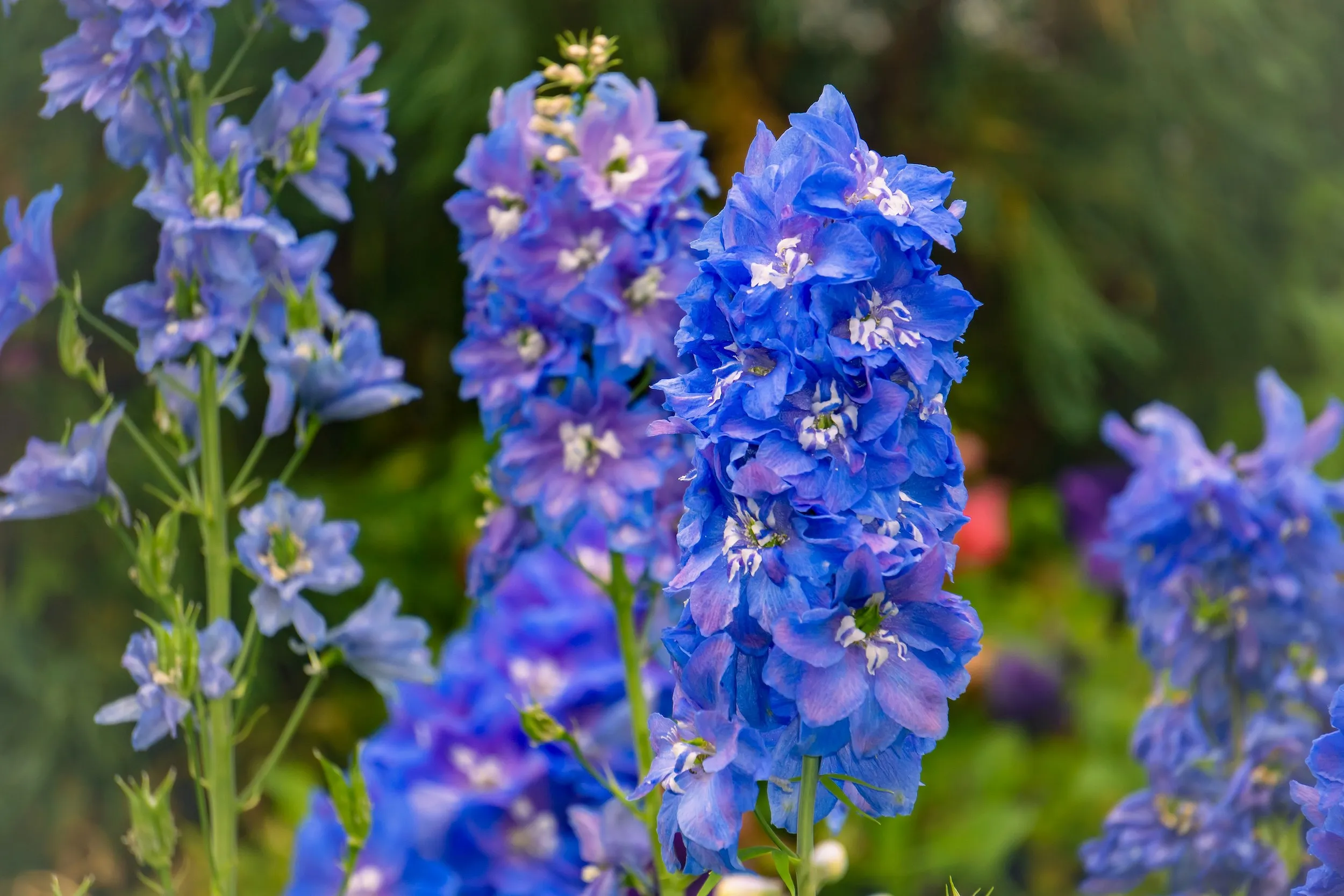Ces fleurs rétro font leur grand retour dans nos jardins - Unsplash - Audrey Morard