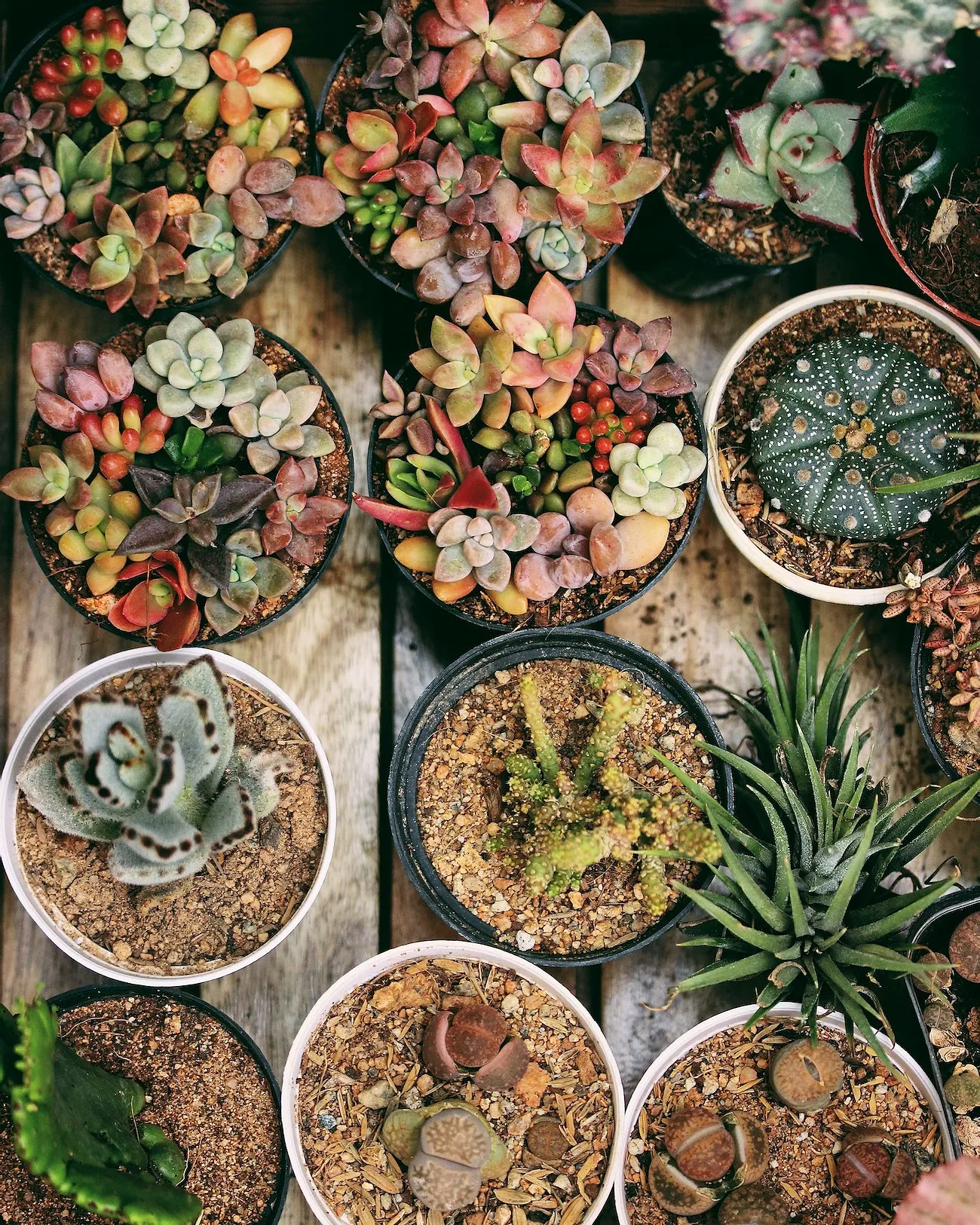 Ces fleurs rétro font leur grand retour dans nos jardins - Unsplash - Audrey Morard