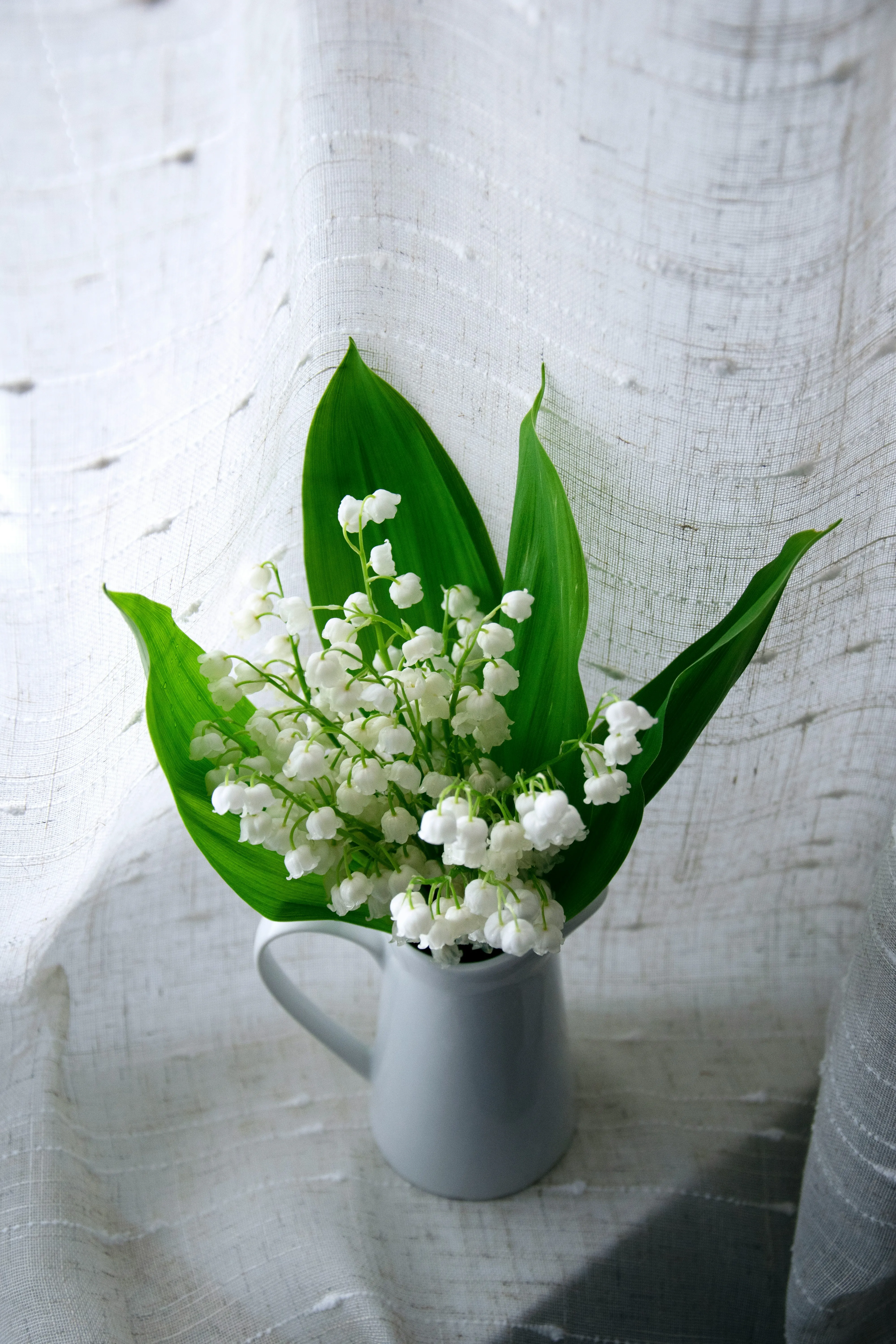 Fête des mères : cinq fleurs de saison à offrir à votre maman - Unsplash - Clarisse Dejardin