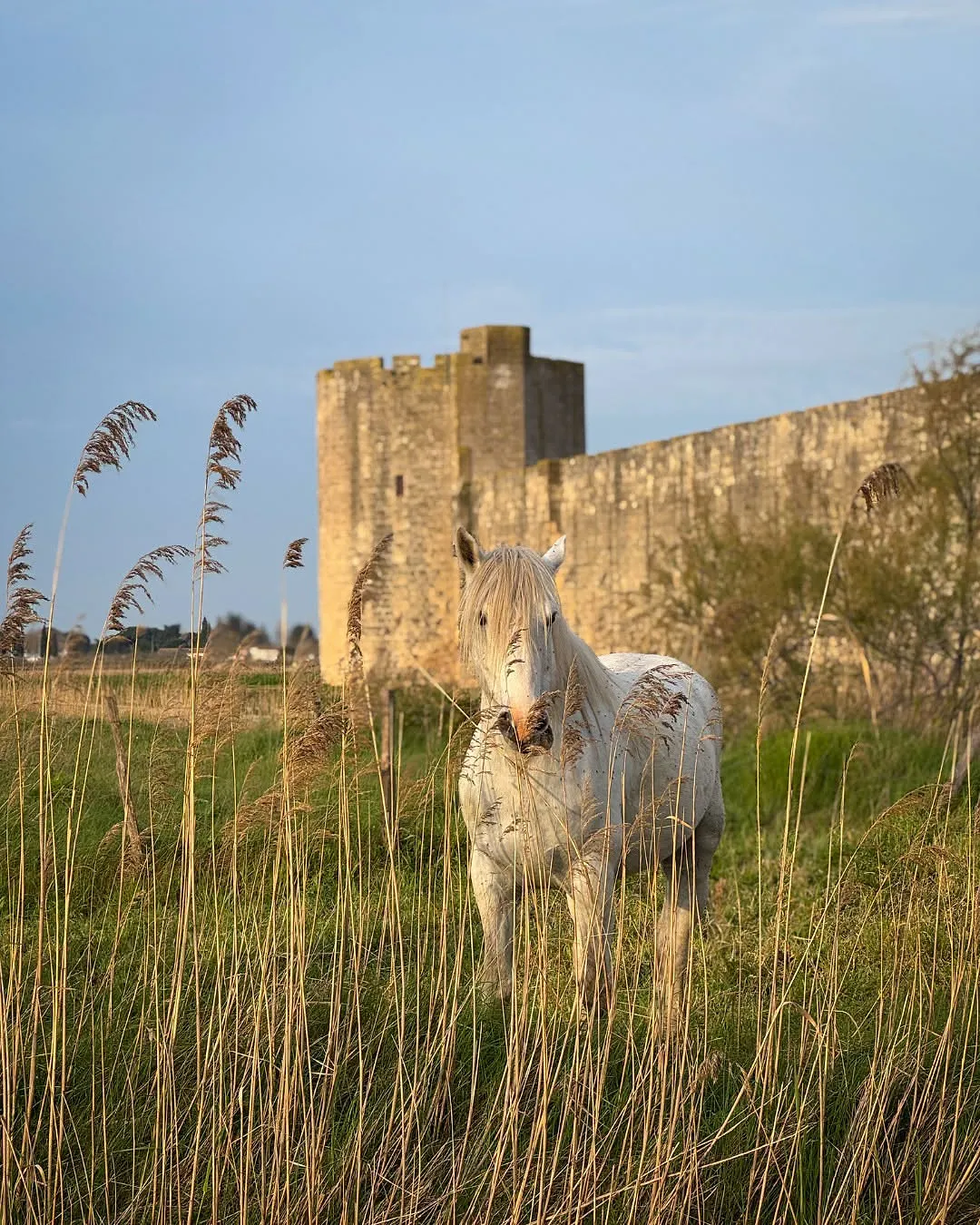 Cette région abrite les plus belles petites cités médiévales de France - OT Aigues-Mortes - Sigrid Descamps - Journaliste