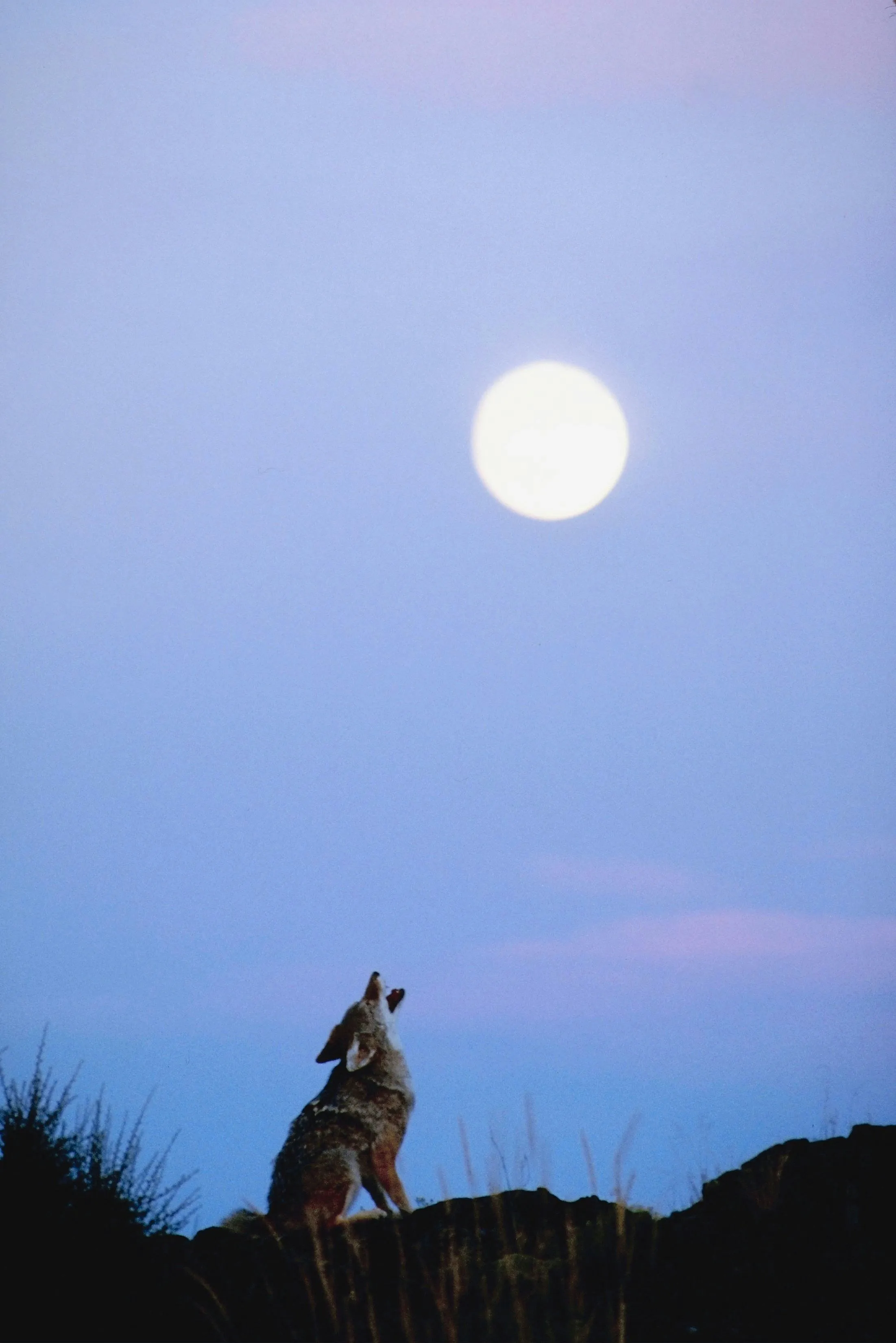 Vous avez loupé la Pleine Lune du Cerf hier ? Voici comment ne pas manquer le prochain grand spectacle du ciel - Unsplash - Charlotte Vanbever