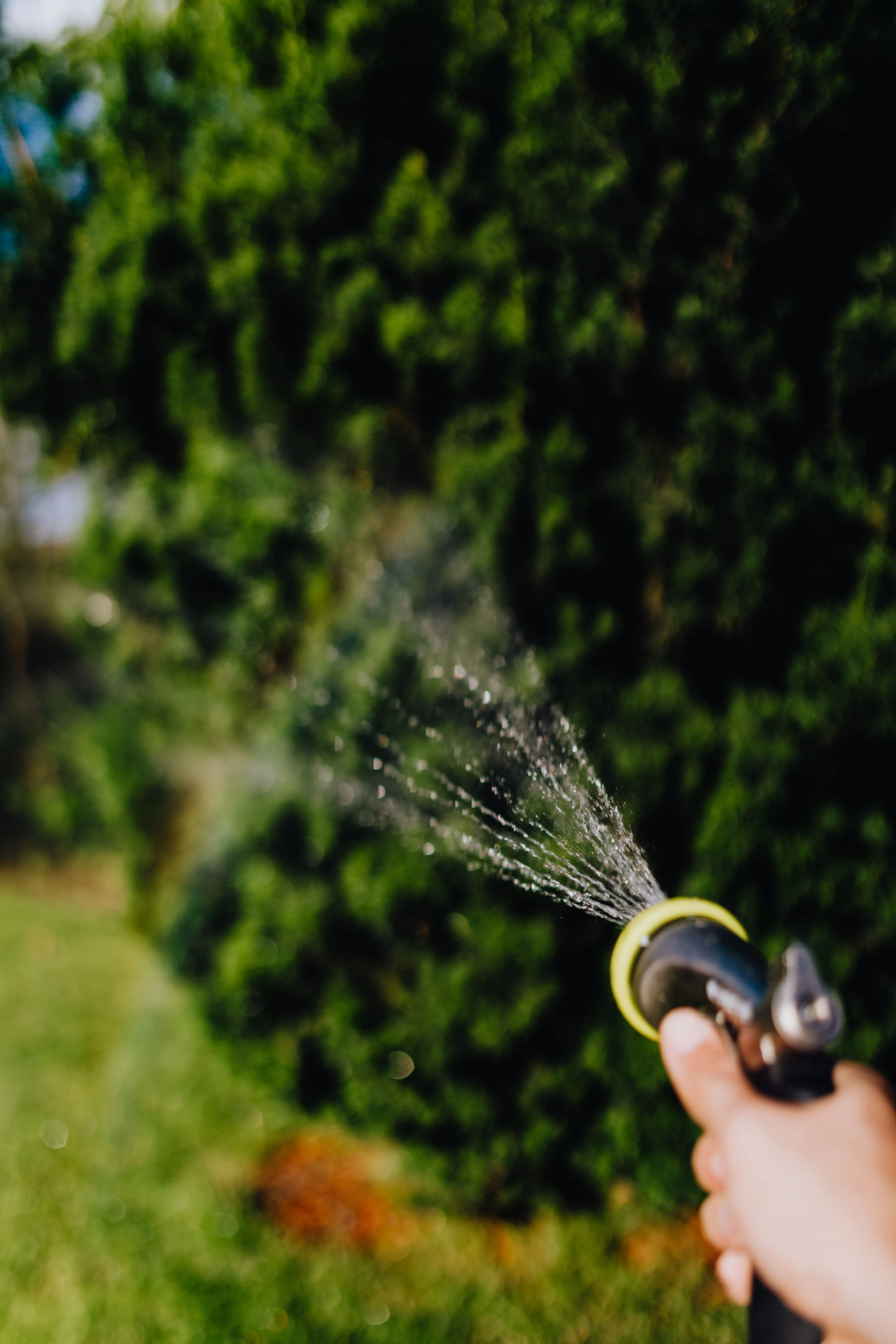 Sécheresse et fortes chaleurs : trois gestes pour garder un jardin vert et fleuri tout l’été - Pexels - Charlotte Vanbever