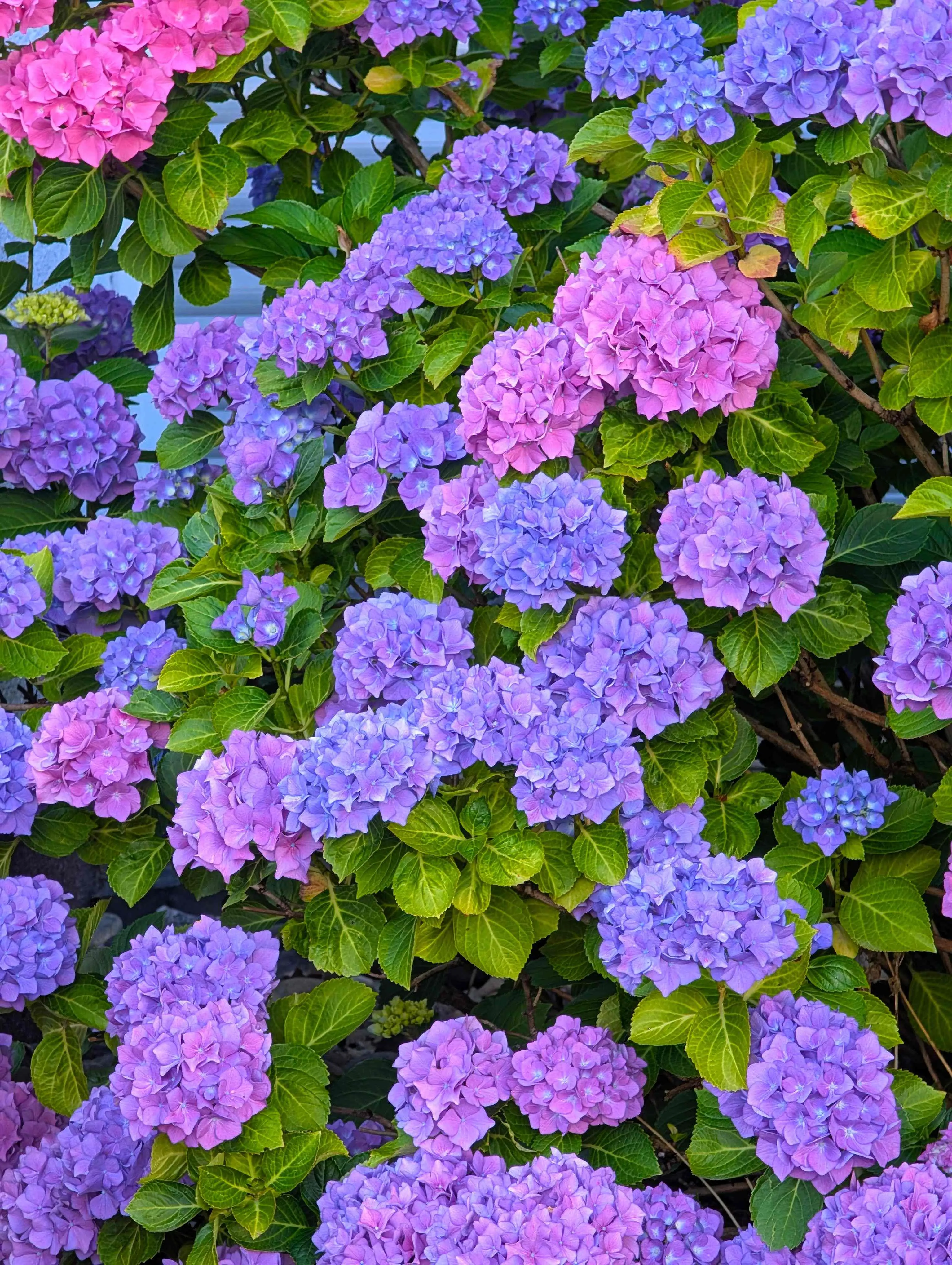 Sécheresse et fortes chaleurs : trois gestes pour garder un jardin vert et fleuri tout l’été - Pexels - Charlotte Vanbever