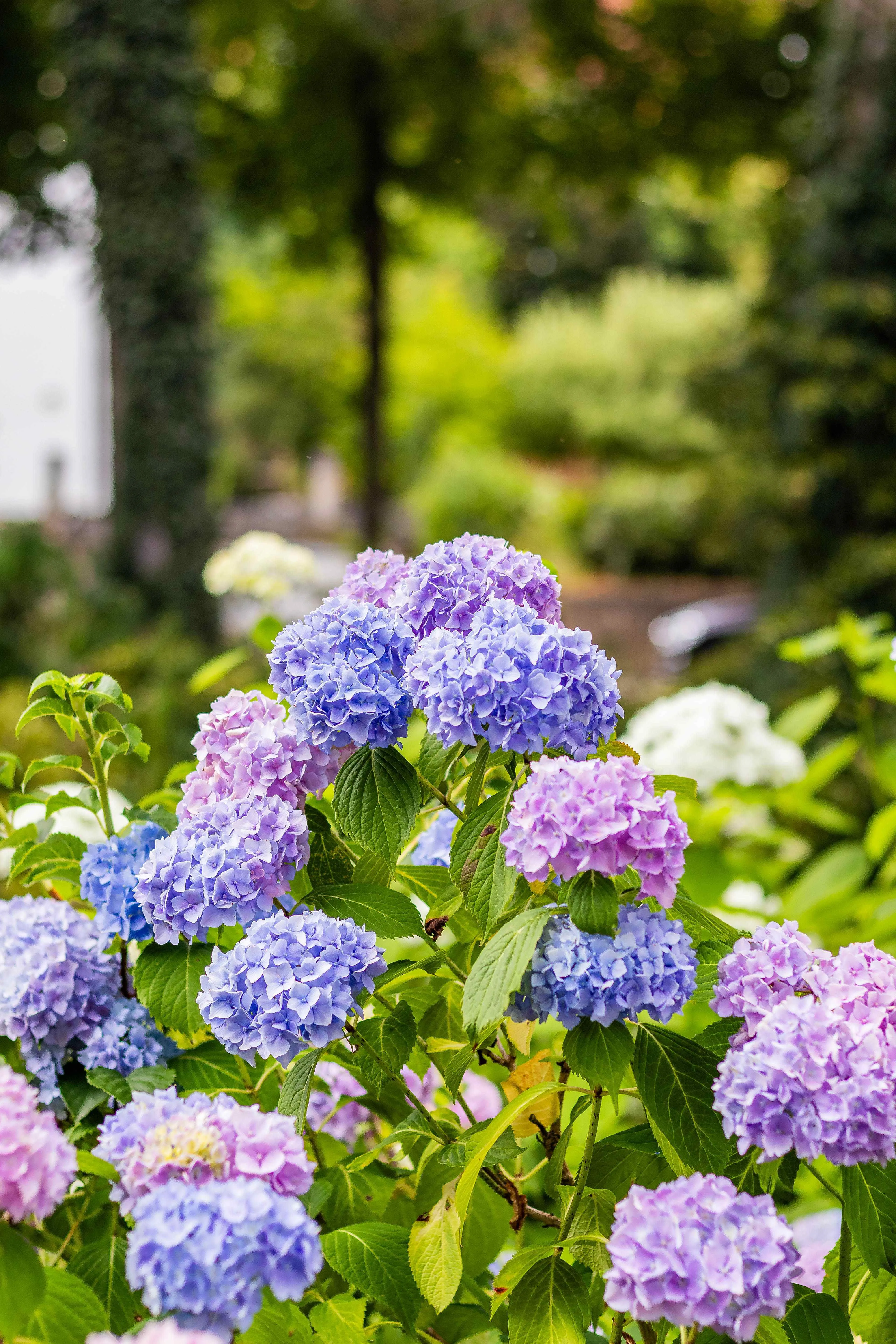 Sécheresse et fortes chaleurs : trois gestes pour garder un jardin vert et fleuri tout l’été - Pexels - Charlotte Vanbever