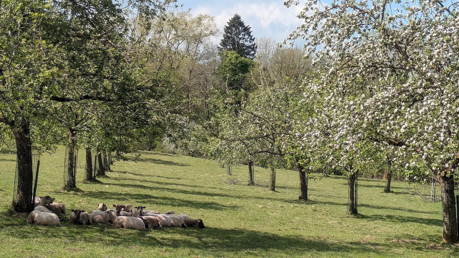 Le cidre sort de l’ombre : comment la boisson à la pomme se fait une place en Belgique - Cidre du Tchapia - Audrey Morard