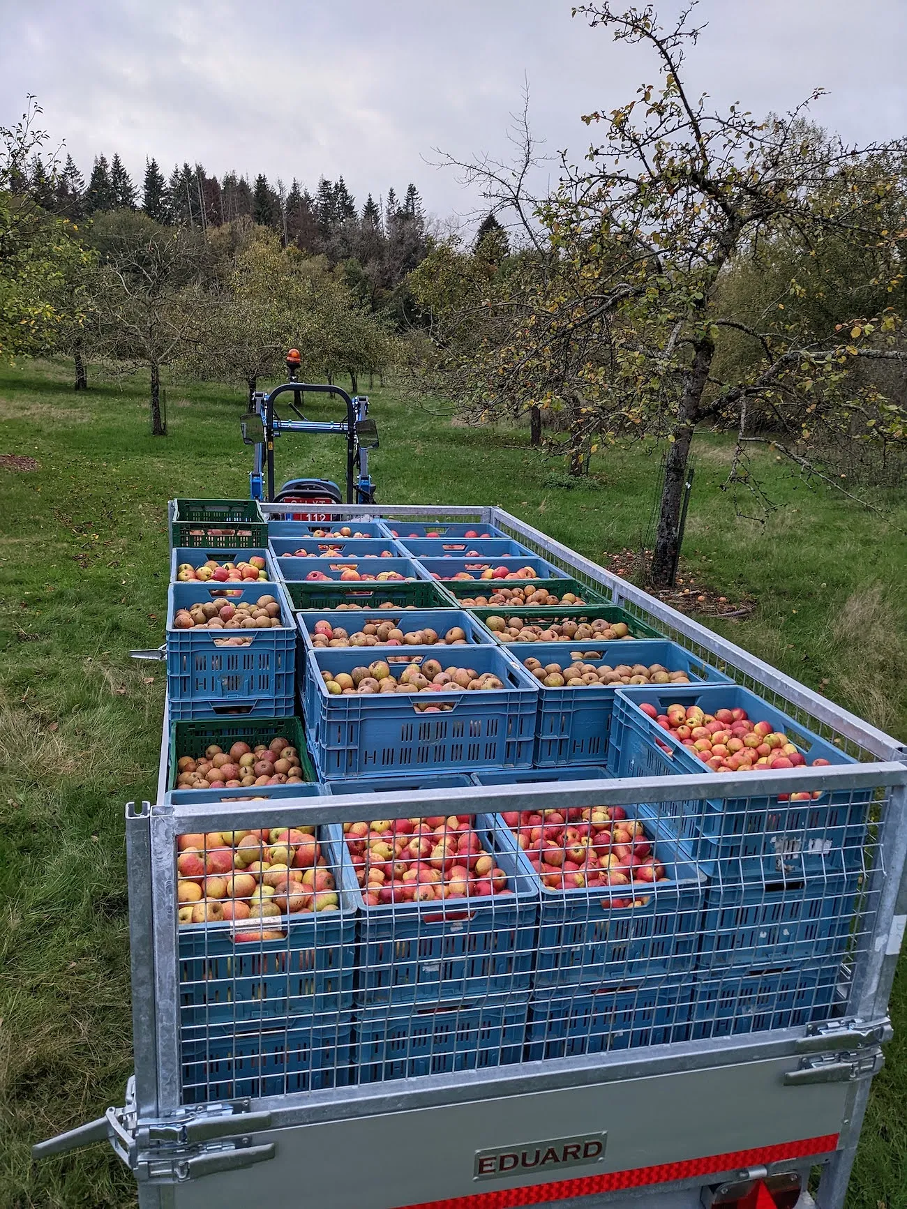 Le cidre sort de l’ombre : comment la boisson à la pomme se fait une place en Belgique - Cidre du Tchapia - Audrey Morard