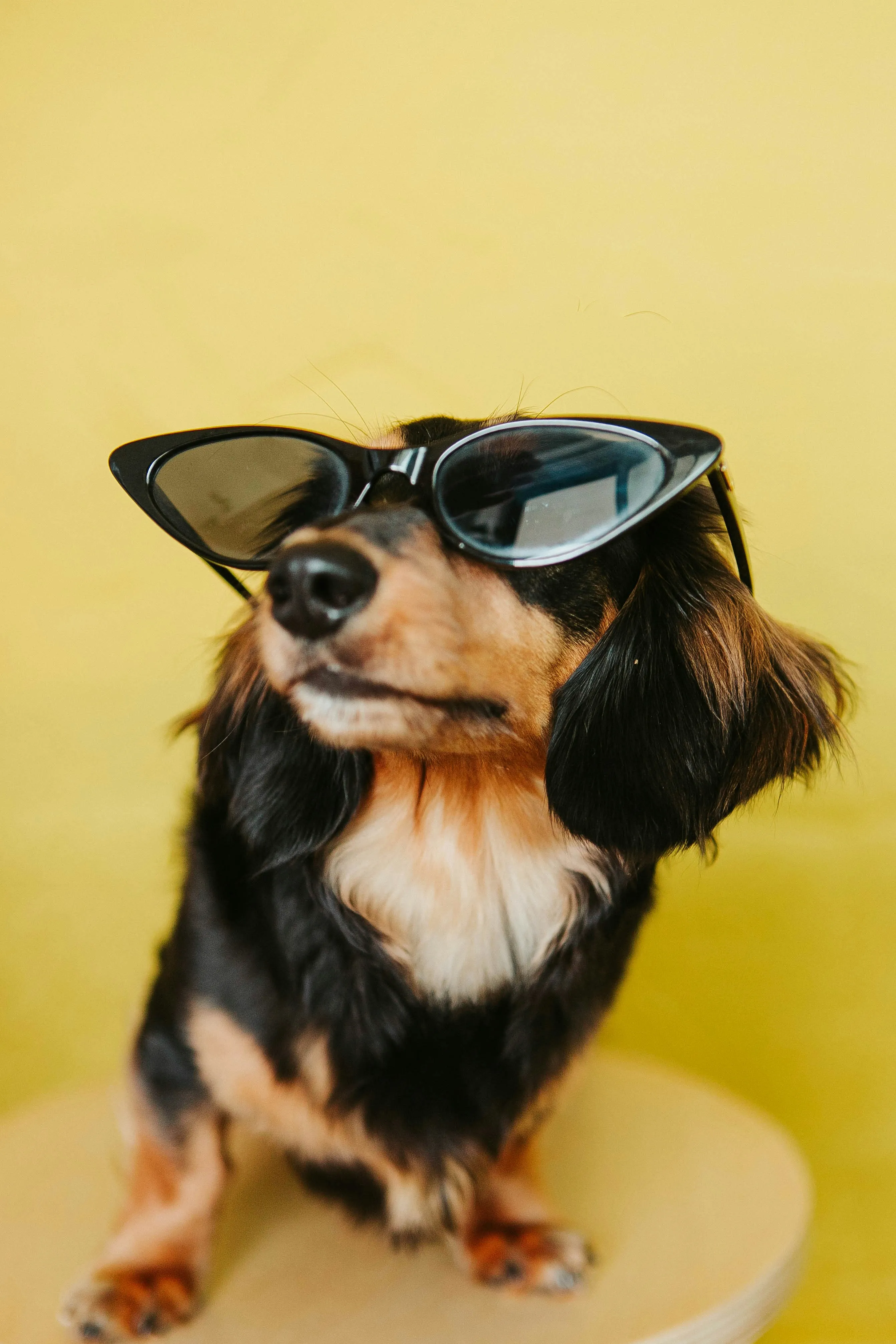 Toutous, animations et gourmandises : un festival dédié aux chiens débarque à Bruxelles - Unsplash - Aurélie Kolopa