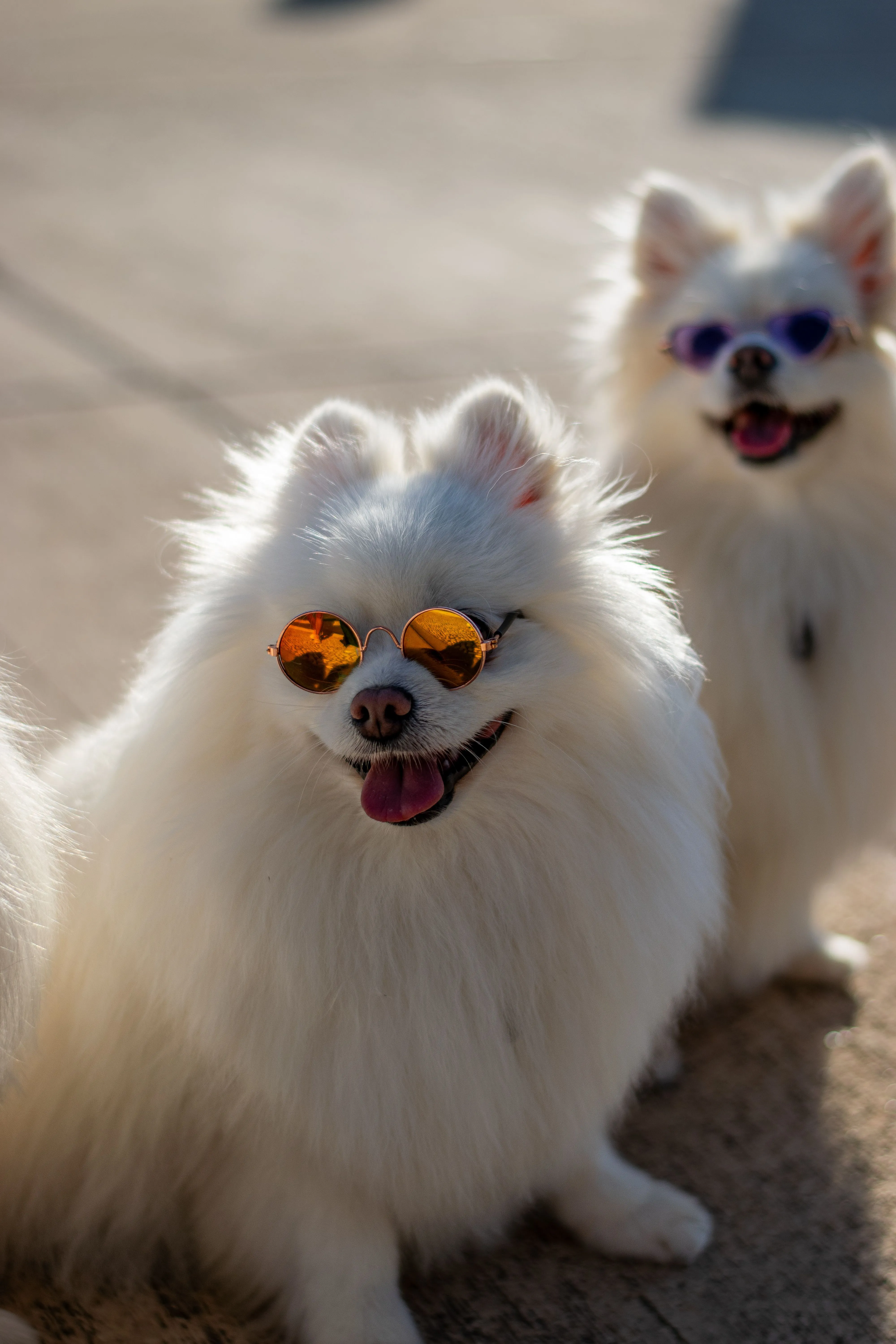 Toutous, animations et gourmandises : un festival dédié aux chiens débarque à Bruxelles - Pexels - Aurélie Kolopa