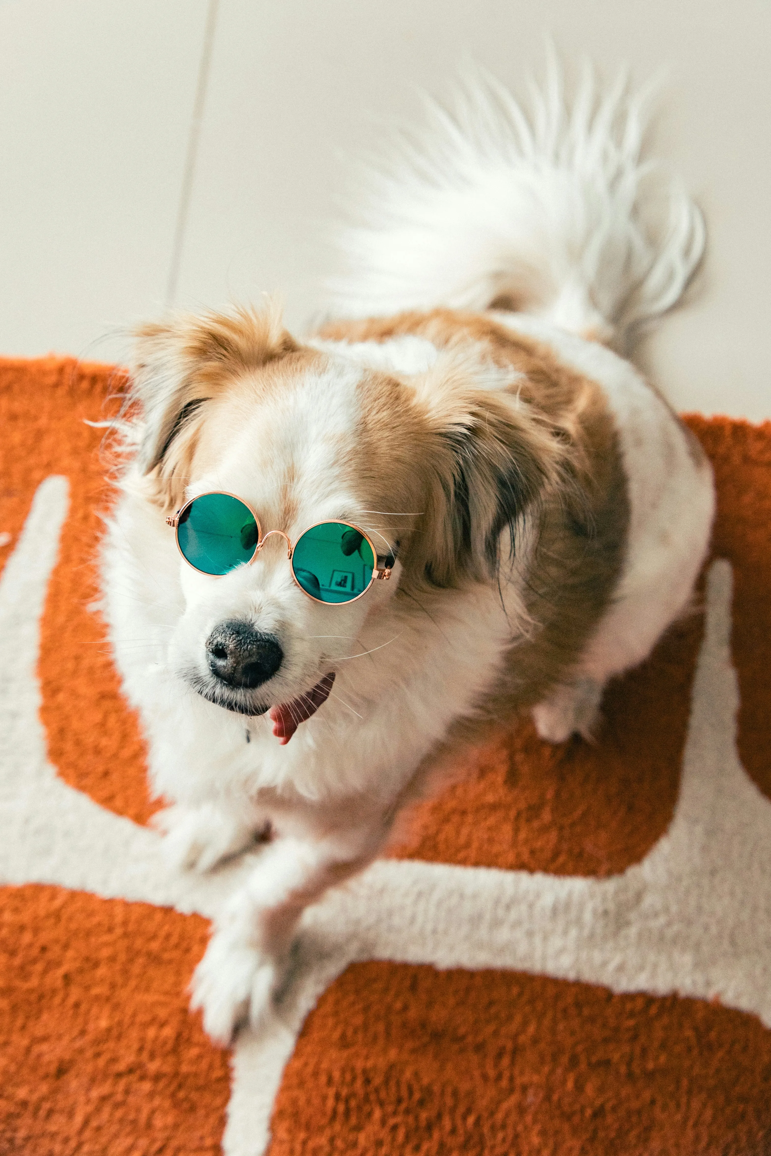 Toutous, animations et gourmandises : un festival dédié aux chiens débarque à Bruxelles - Unsplash - Aurélie Kolopa