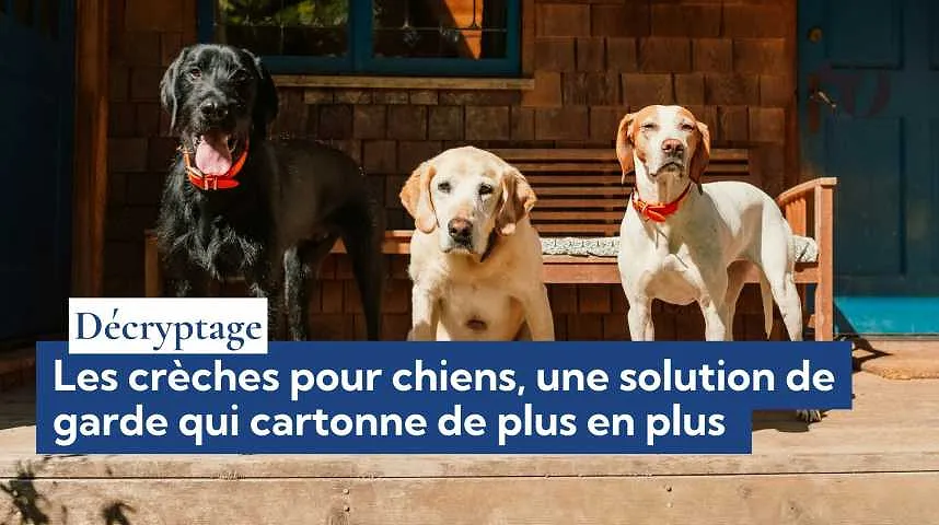 Décryptage : Les crèches pour chiens, une solution de garde qui cartonne de plus en plus  - Décryptage : Les crèches pour chiens, une solution de garde qui cartonne de plus en plus 