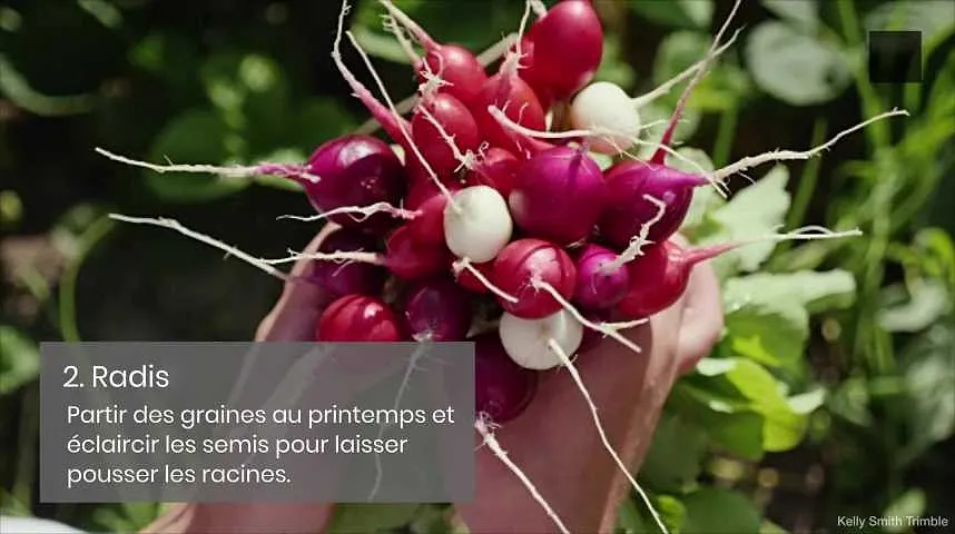 Les 5 légumes les plus faciles à cultiver à la maison