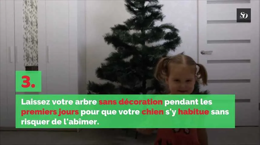 Comment protéger votre sapin de Noël de votre chien ?