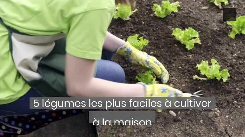 5 légumes faciles à cultiver à la maison