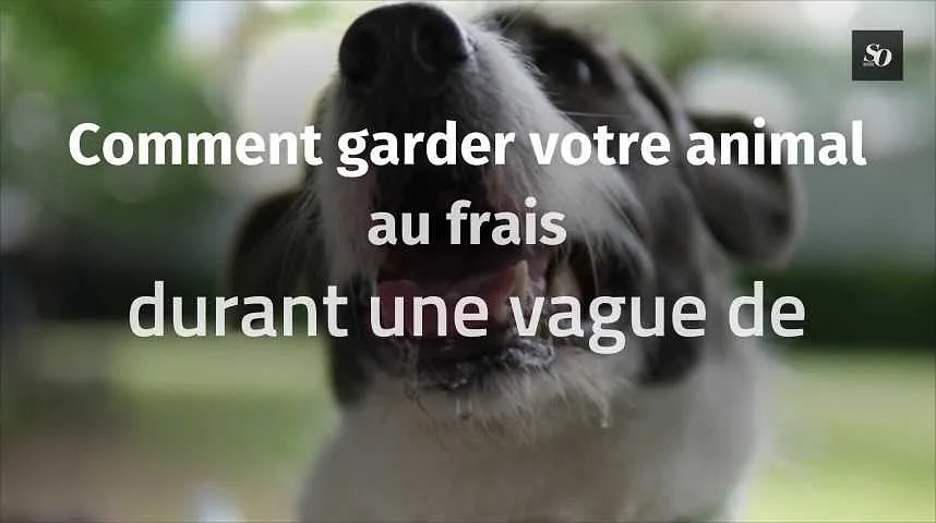 Comment garder votre animal au frais durant une vague de chaleur ?