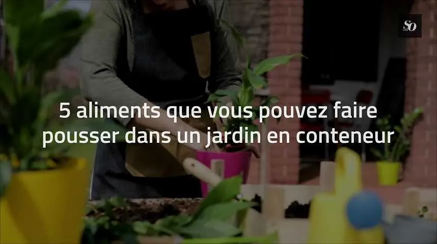 5 aliments, que vous pouvez faire pousser, dans un jardin en conteneur