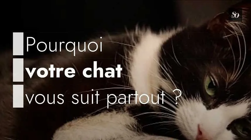 Pourquoi votre chat vous suit partout ?