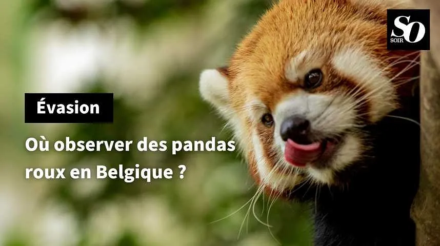 Où observer des pandas roux en Belgique ? 