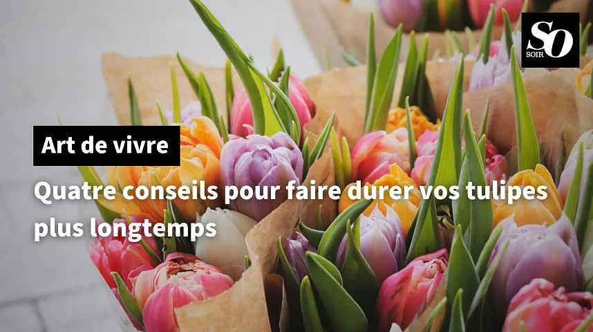 Quatre conseils pour faire durer vos tulipes plus longtemps