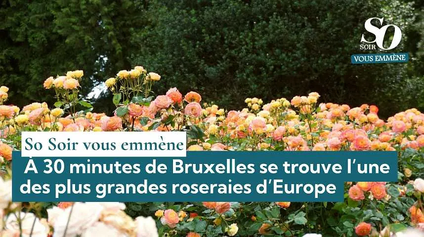 So Soir vous emmène : à 30 minutes de Bruxelles se trouve l’une des plus grandes roseraies d’Europe - So Soir vous emmène : à 30 minutes de Bruxelles se trouve l’une des plus grandes roseraies d’Europe